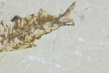 Two Detailed Knightia Fossil Fish - Wyoming #88578-2